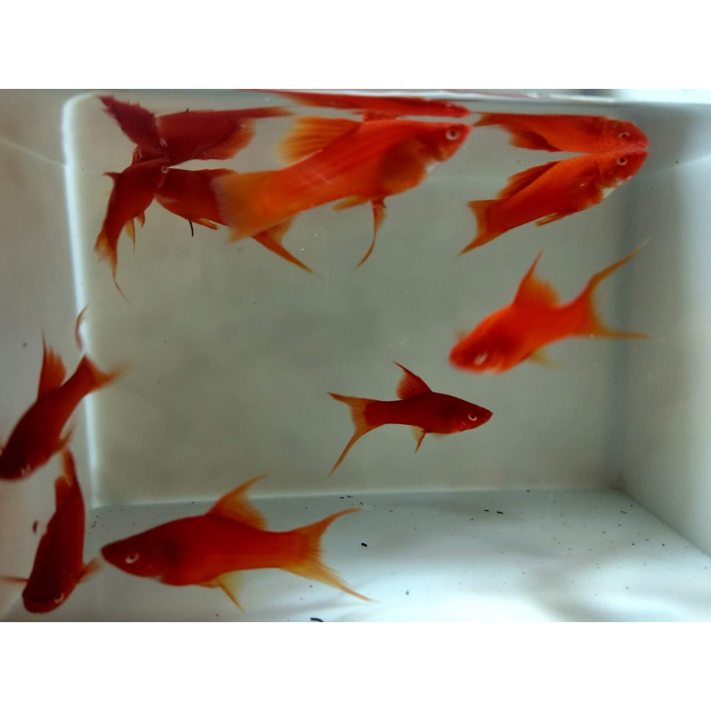 Ikan Hias Platy Bloodred Warna Merah Darah dan Ekor Cabang