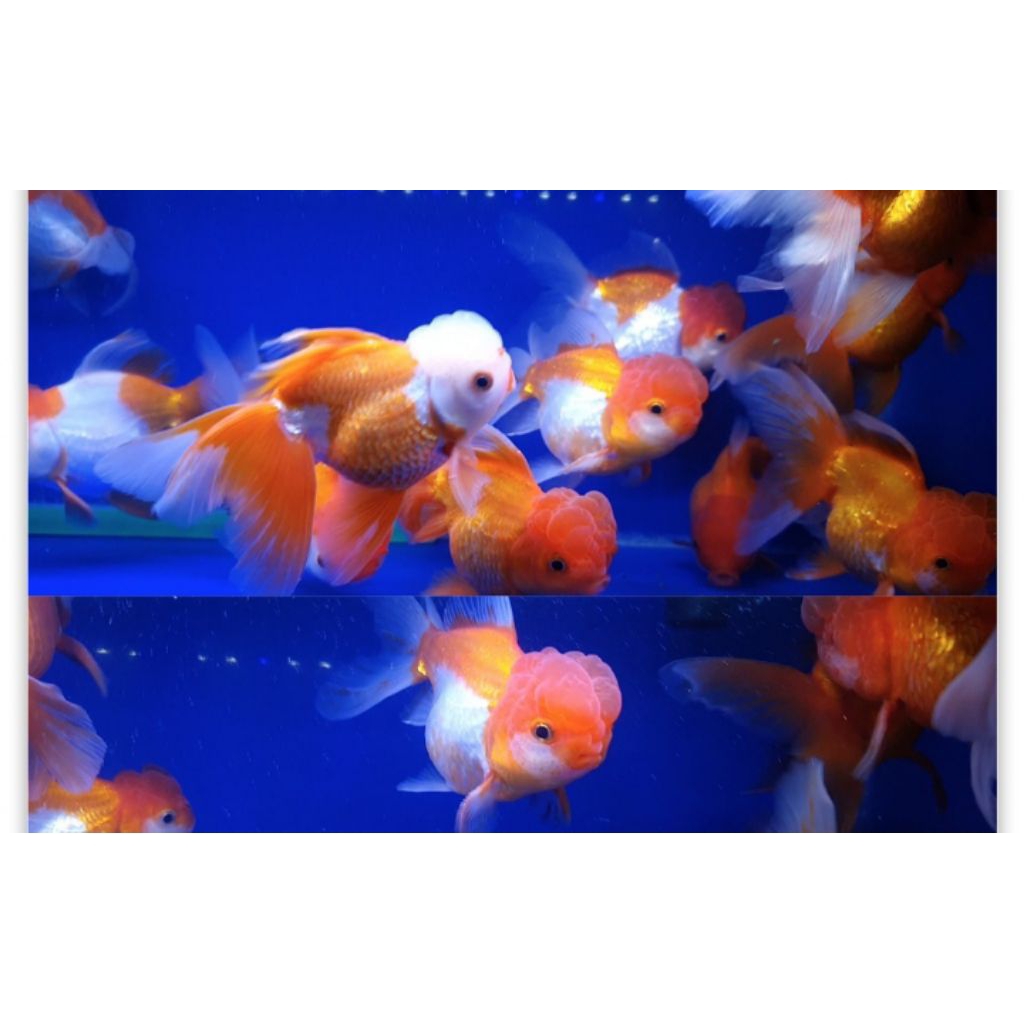 MAS KOKI ORANDA JAMBUL BALON