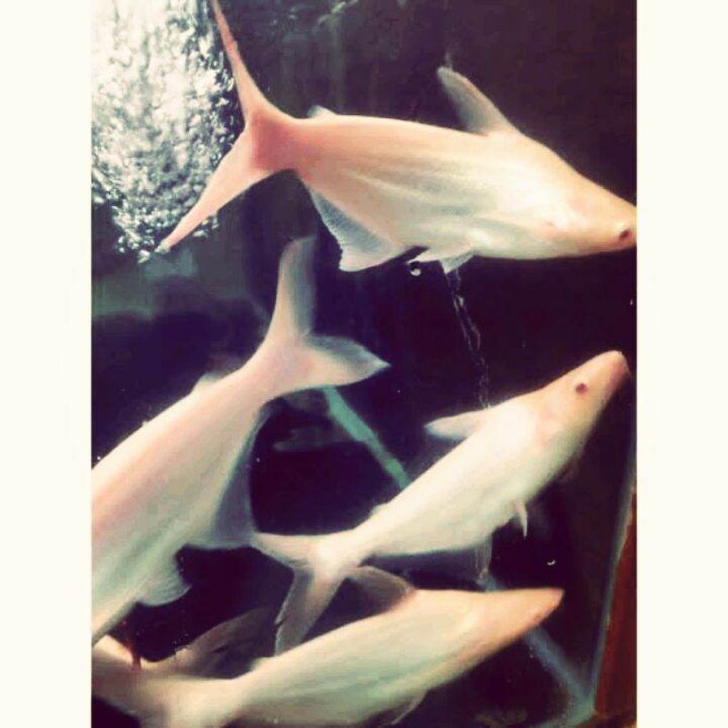 PATIN ALBINO