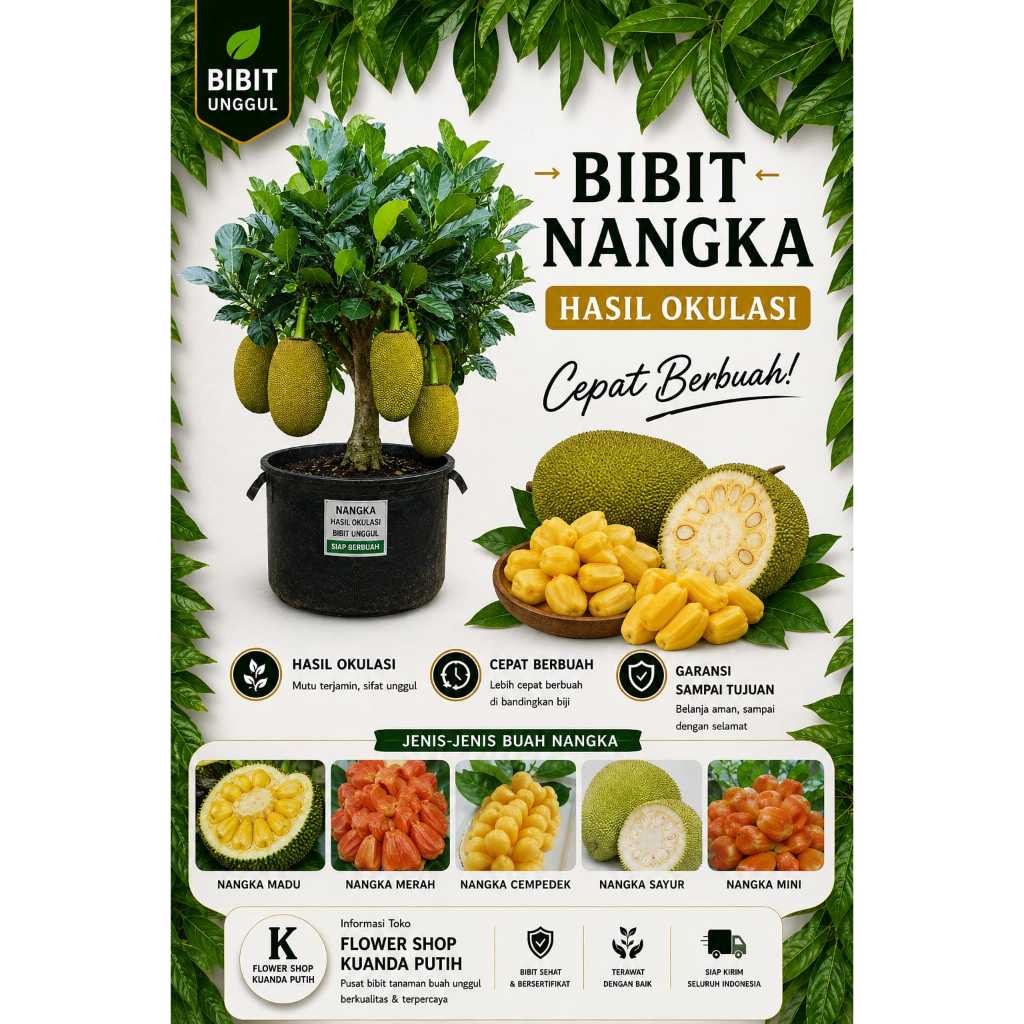 BIBIT NANGKA OKULASI [NANGKA MERAH NANGKA MINI NANGKADAK NANGKA SAYUR]