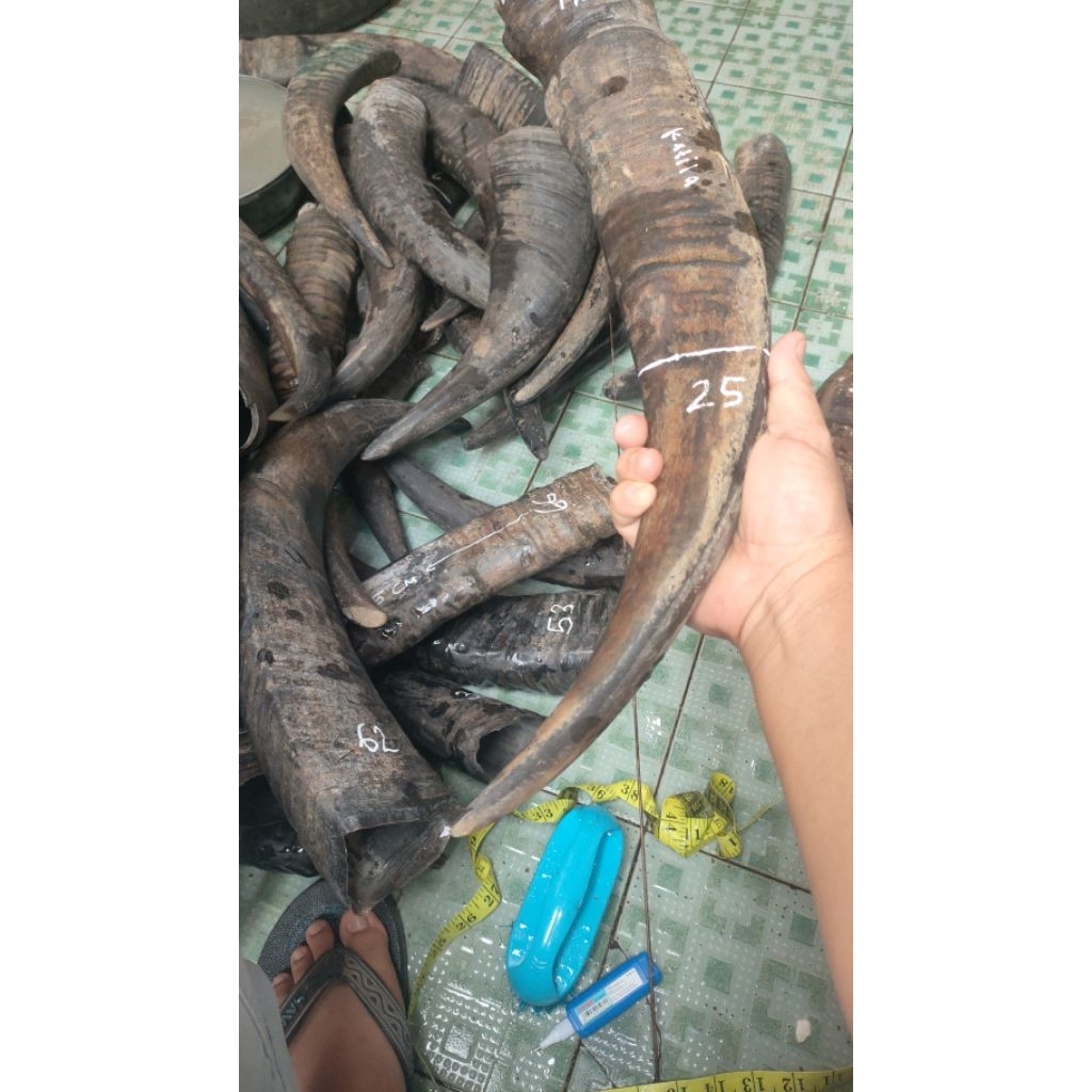 tanduk kerbau katila super padat 25-29 cm