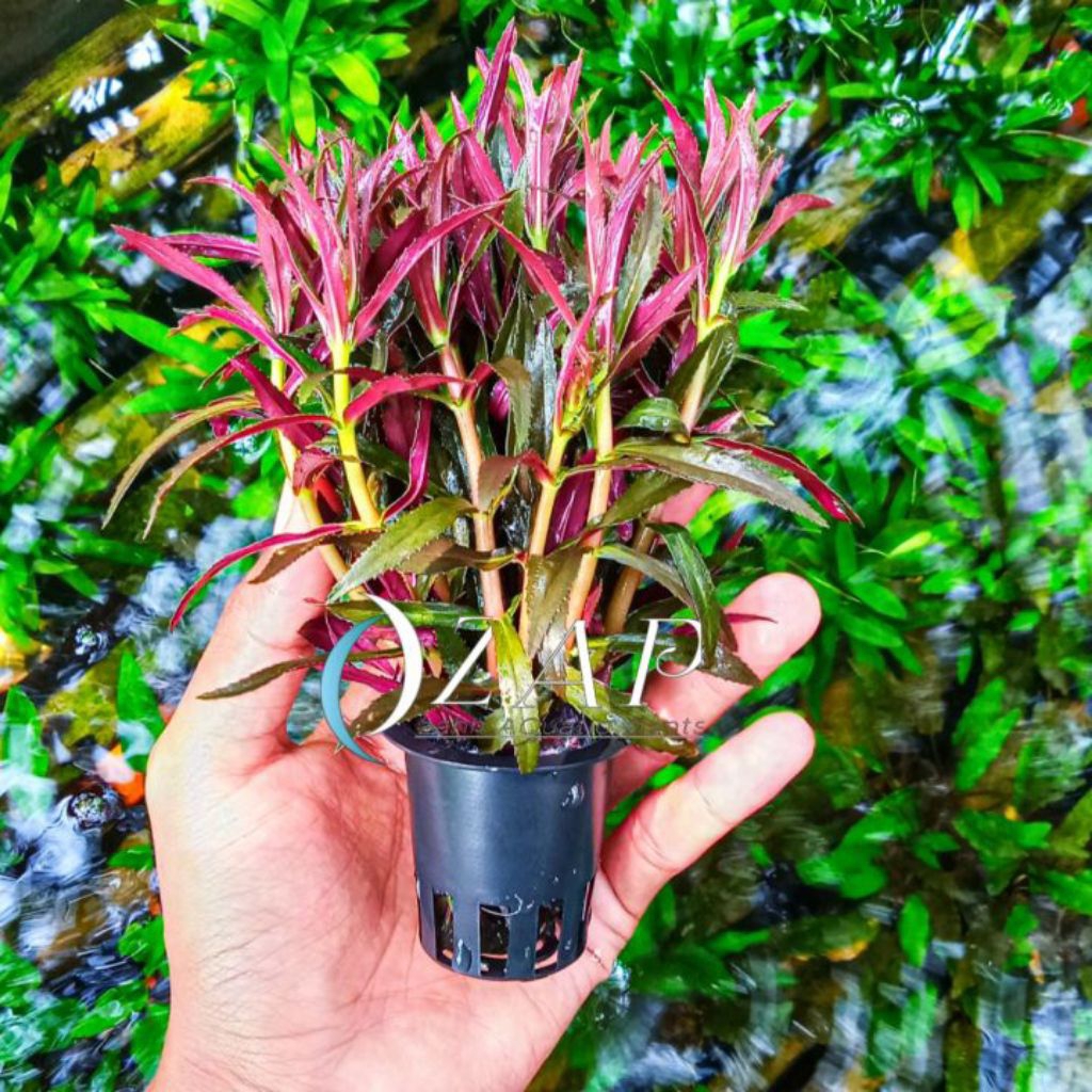 limnophila aromatica tanaman aquascape