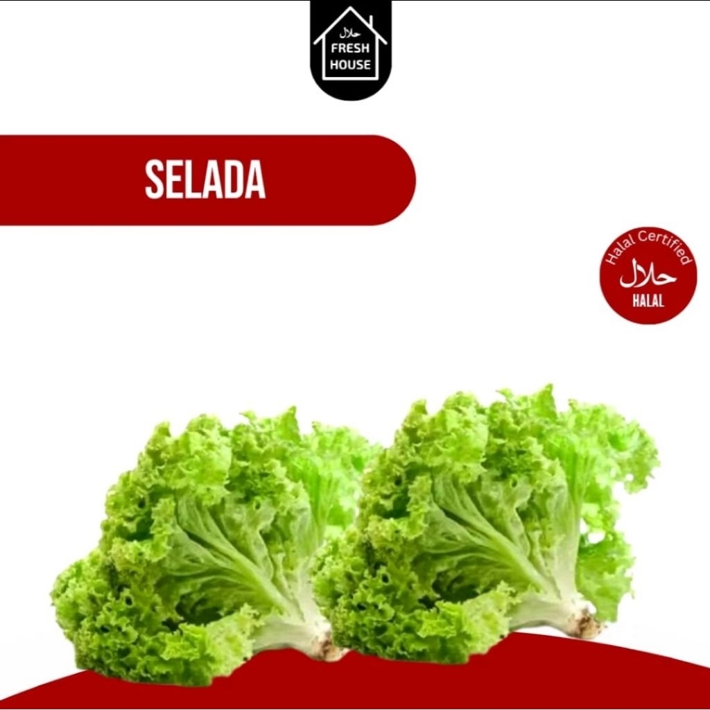 BIG FRESH SAYURAN HIDROPONIK SELADA / PAKCOY