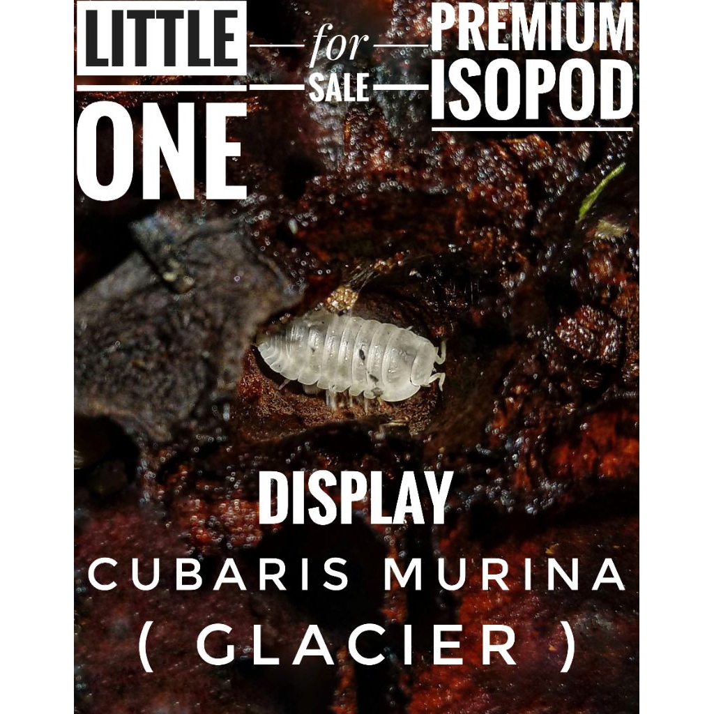 Isopod Cubaris Murina SP GLacier - Bioactive Terarium Vivarium