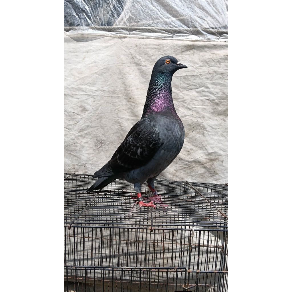 TELUR BURUNG MERPATI/DARA BALAP 100%ASLI SIAP DITETAS