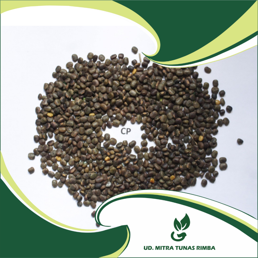 Benih/Biji CP (Centrosema Pubescens) 1kg