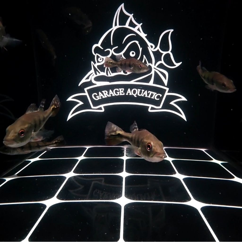 (INSTANT) PEACOCK BASS MONOCULUS IKAN HIAS PREDATOR AQUARIUM KOLAM