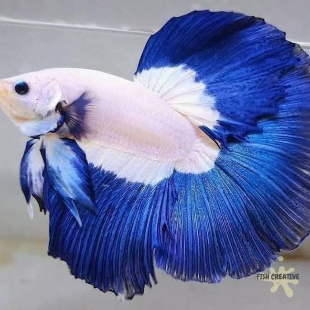 Cupang Halfmoon Blu rim