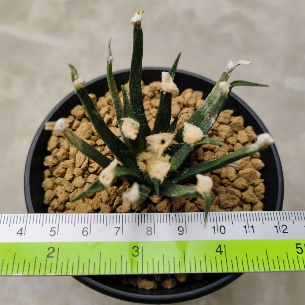 Tanaman Kaktus Langka Ariocarpus agavoides