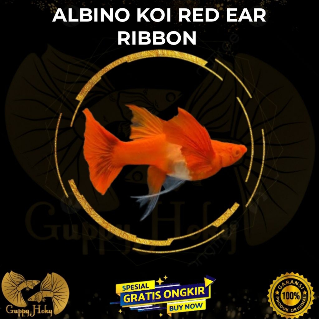 Patung ALBINO KOI RIBBON RED EAR Top Greade