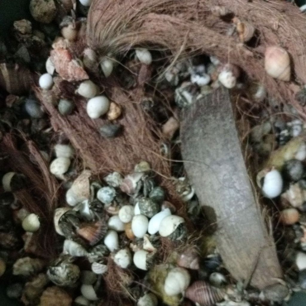 (garansi hidup) kelomang/ umang-umang 1 kg