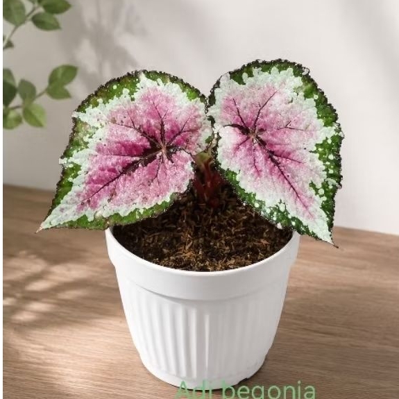 Begonia pelangi tanaman hias begonia rainbow daun unik