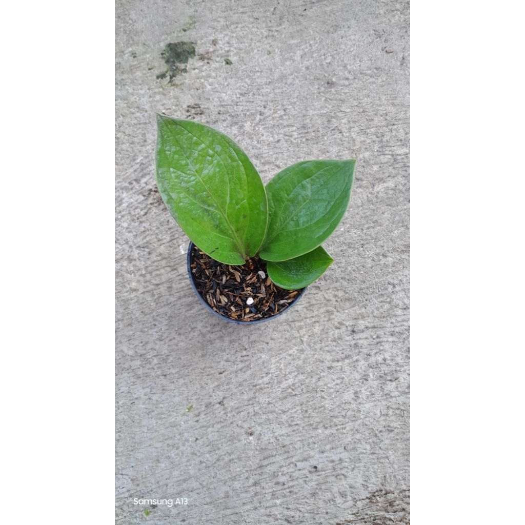 Anthurium Jenmani/Jemani Mangkok Padjajaran/Pajajaran (Remaja) (6)