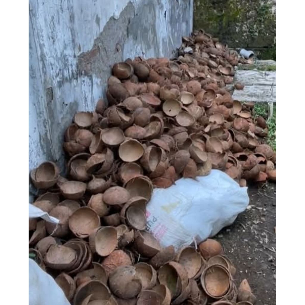 batok kelapa kering