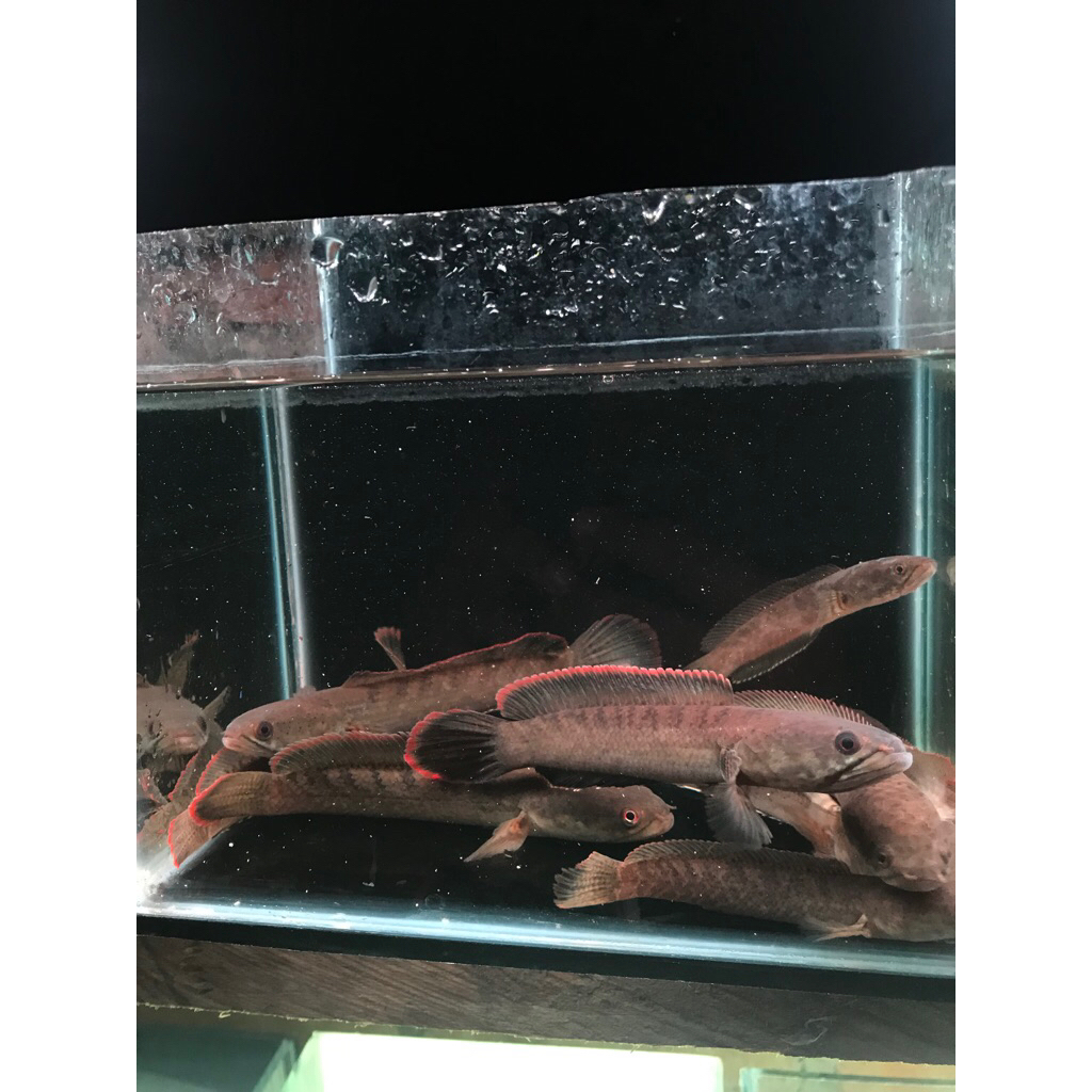 Buku chana limbata wc 10-14cm Rim merah