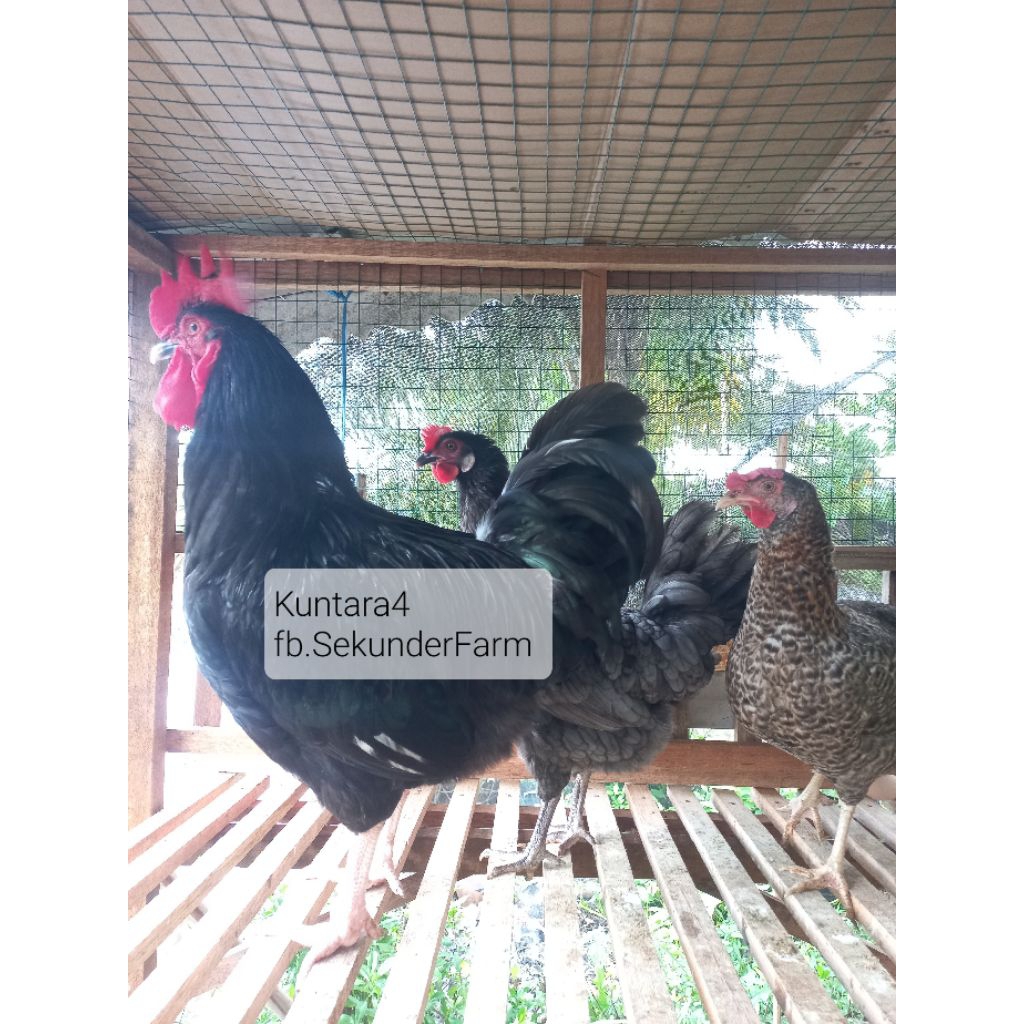 Telur Ayam Kampung KUNTARA4