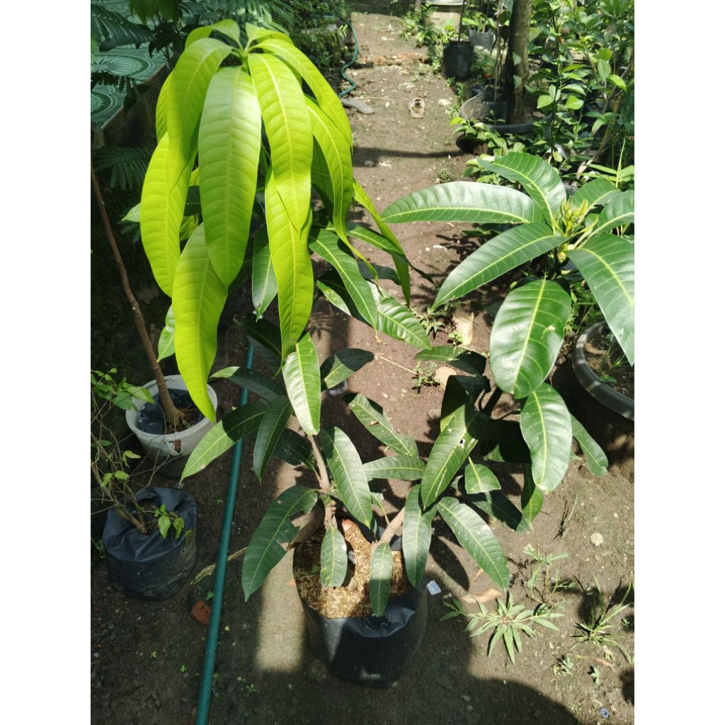 bibit mangga kiojay cangkok