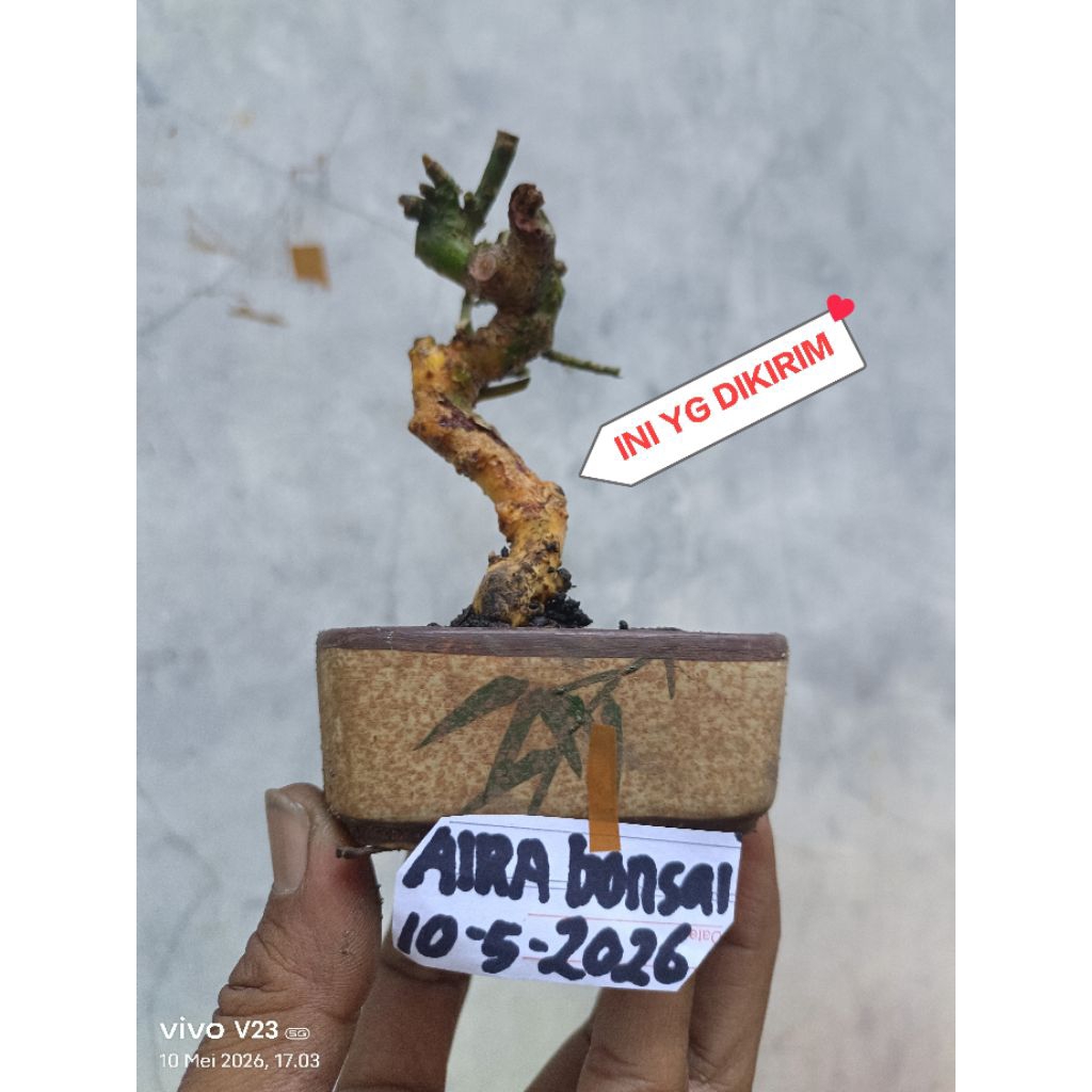 bahan bonsai serut mame meliuk