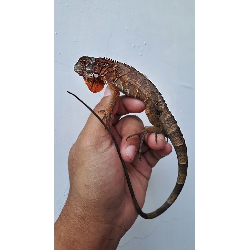 MAINAN SUPER RED IGUANA
