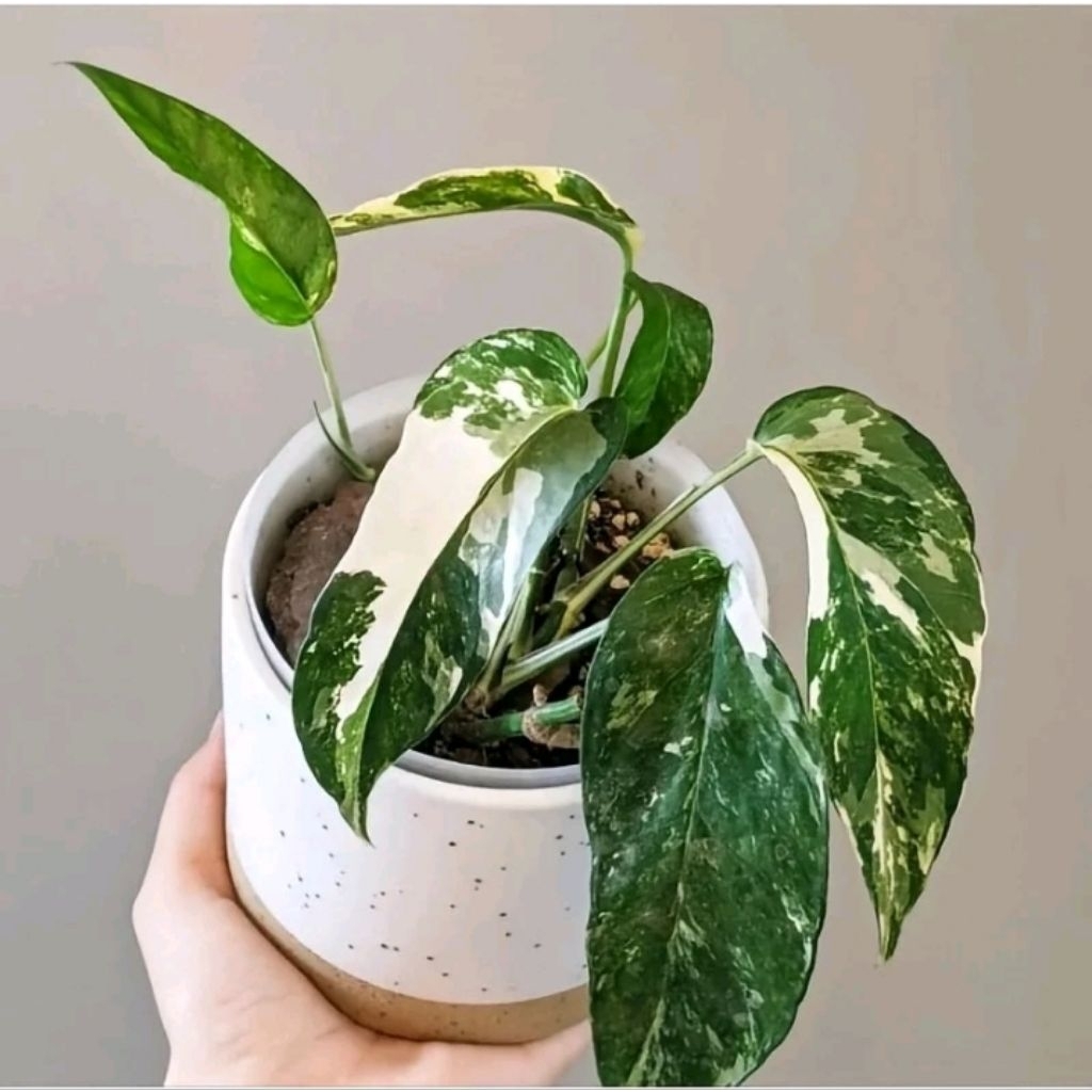 Tanaman Hias Epipremnum Variegata - Epipremnum Pinatum Variegata