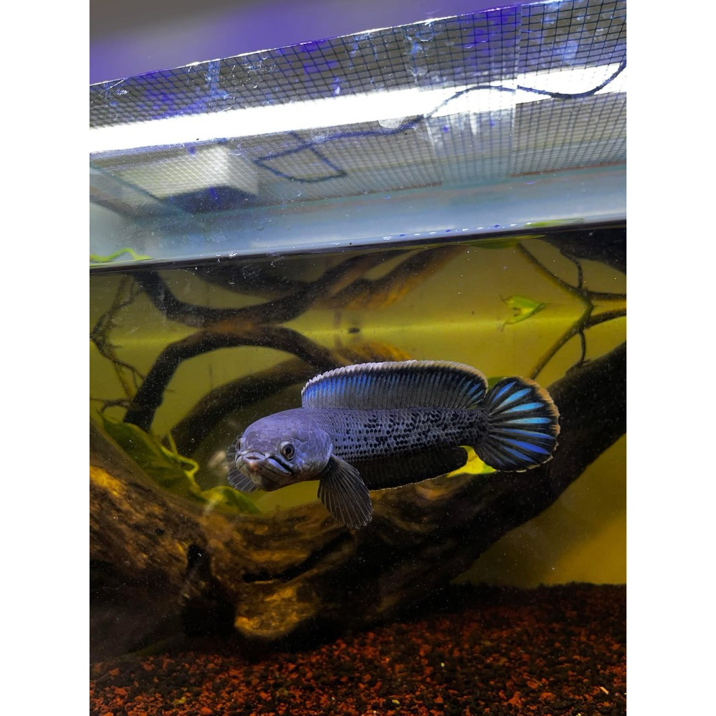 Box Aquarium (Ready Baby Stewarti 10-12cm)