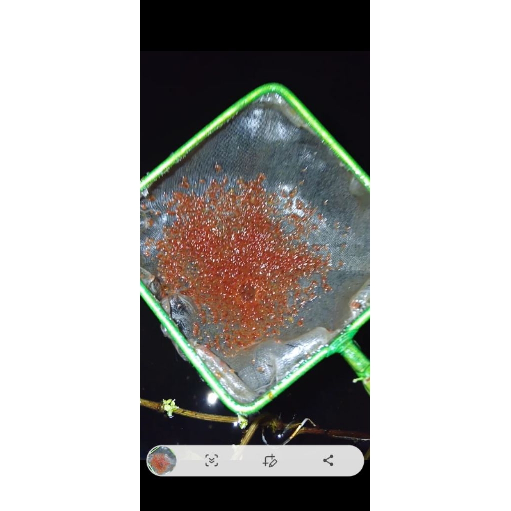 PAKAN IKAN HIAS GUPPY MOLLY CUPANG DAPHNIA MAGNA DM KUTIR