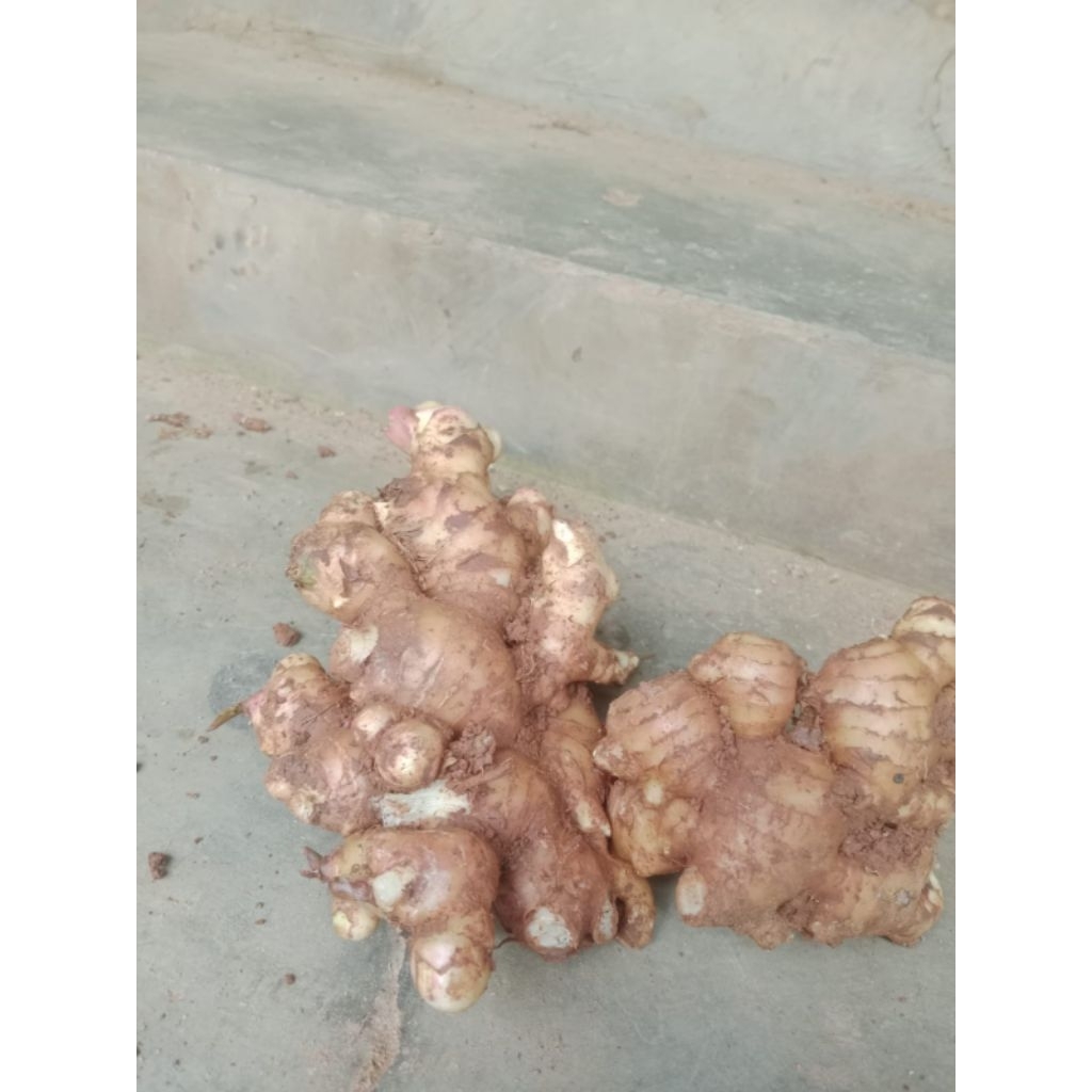 jahe gajah jahe emprit/Paris aroma menyengat dan rasa pedas