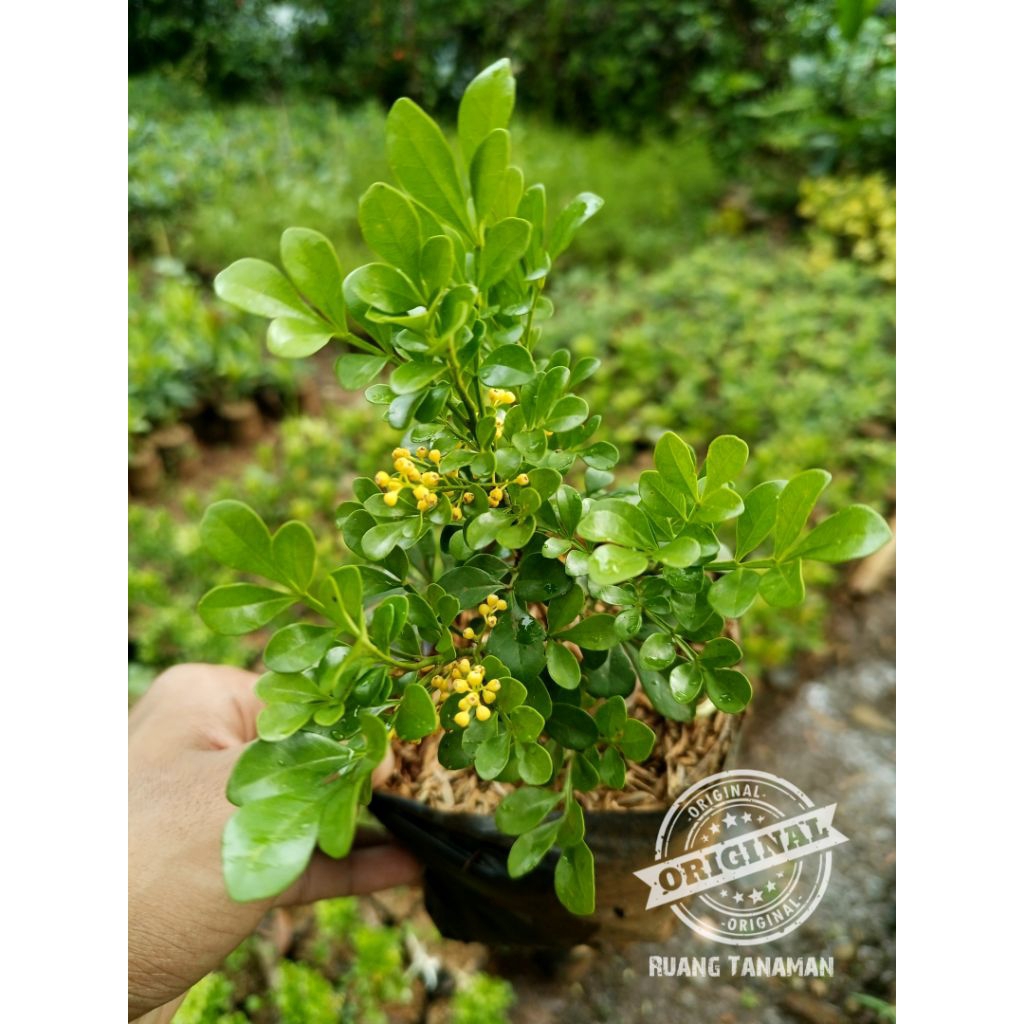 Promo tanaman hias bunga sulam / pohon sulam / tanaman sulam