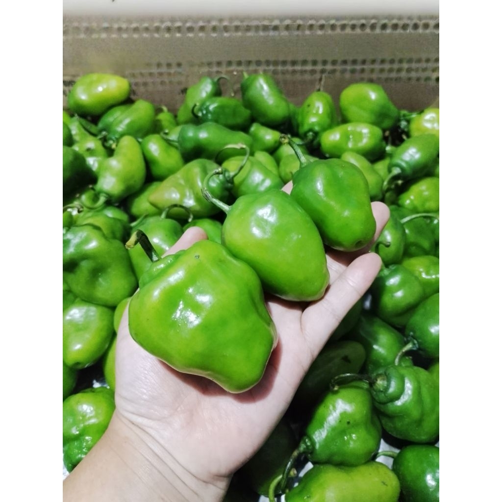 cabe gendot Pedas Bandung