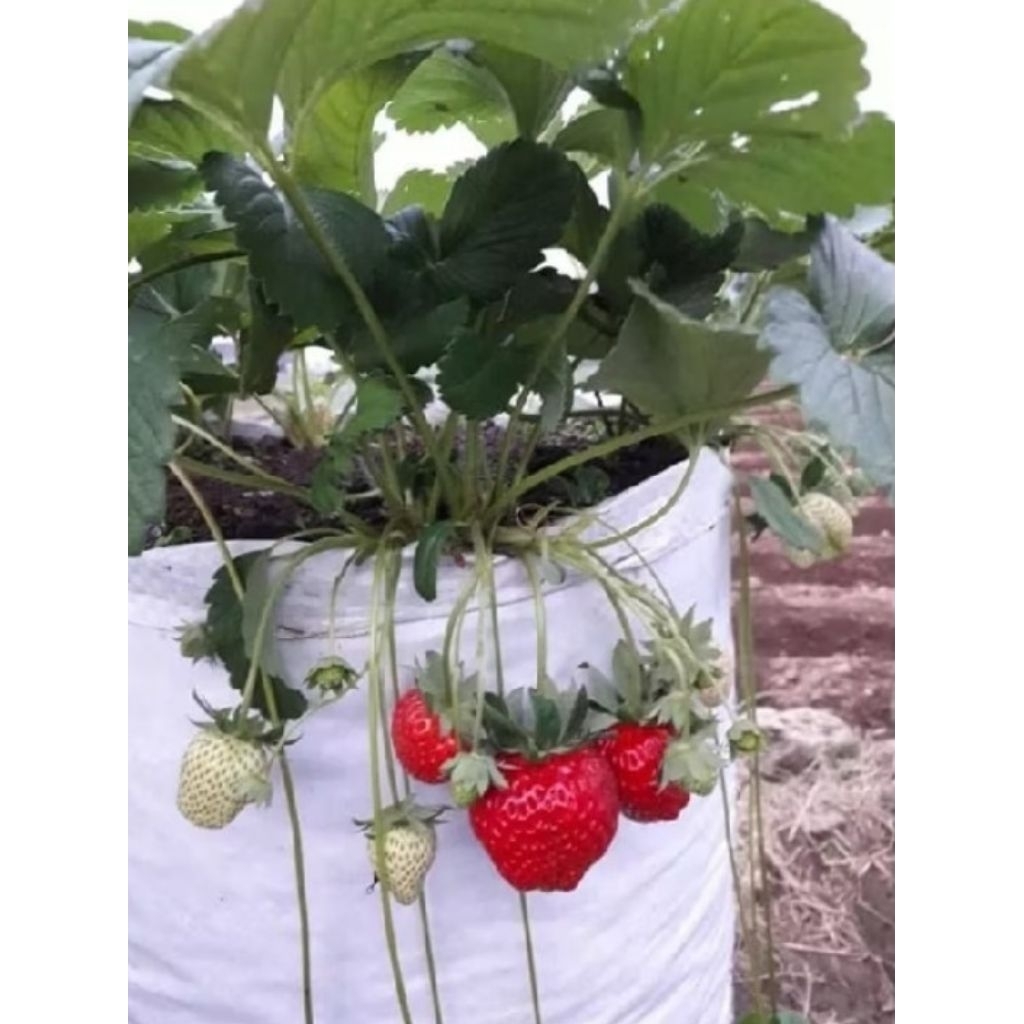 10pcs bibit tanaman strawberry jepang jumbo manis segar berbuah besar