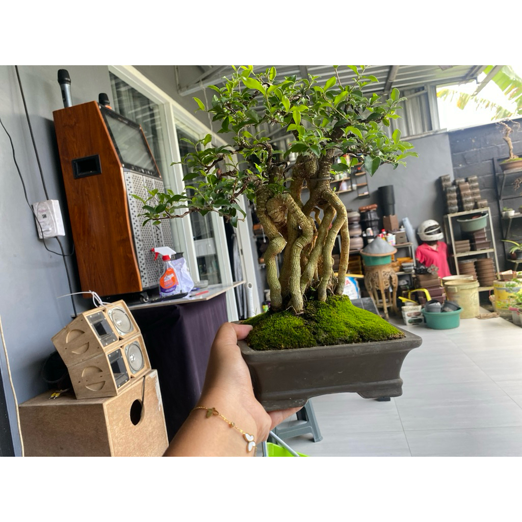 bonsai Sakura Micro