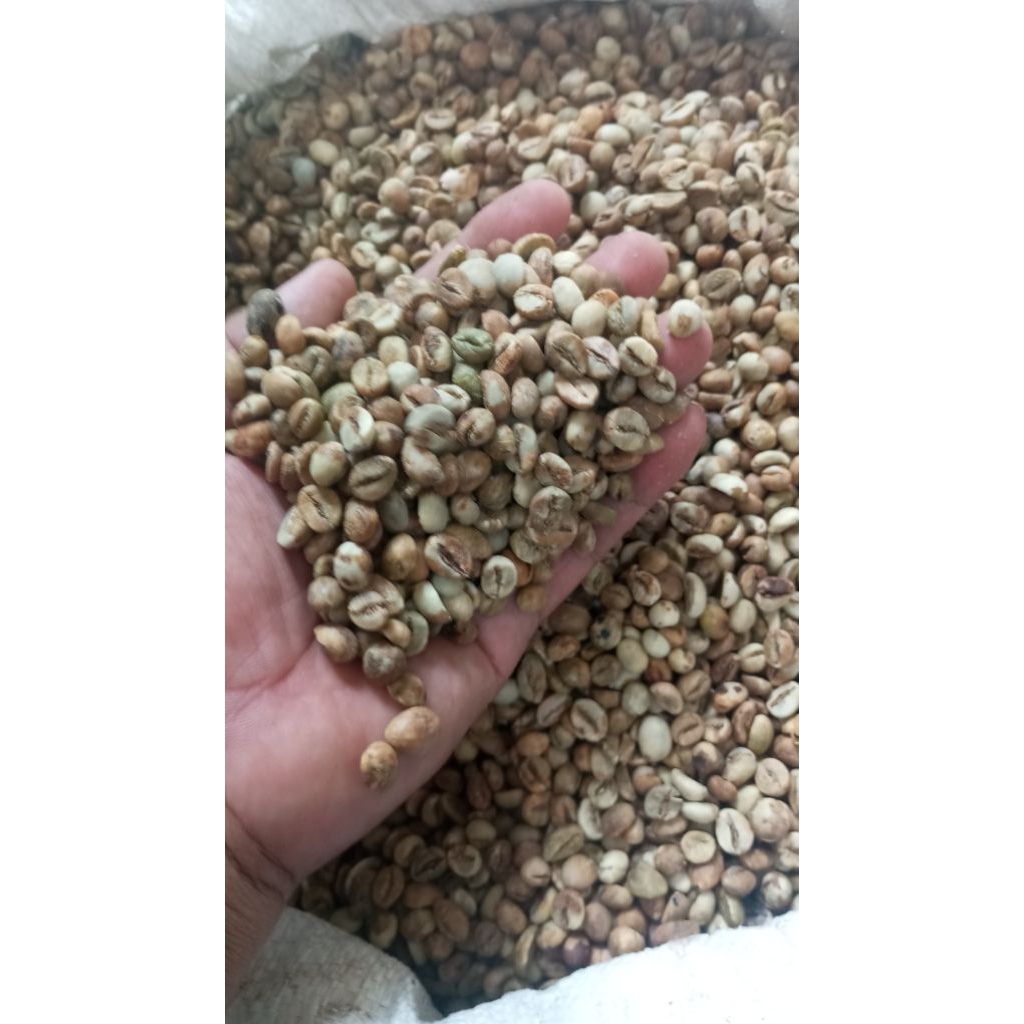 Green bean Robusta pupuan tabanan bali