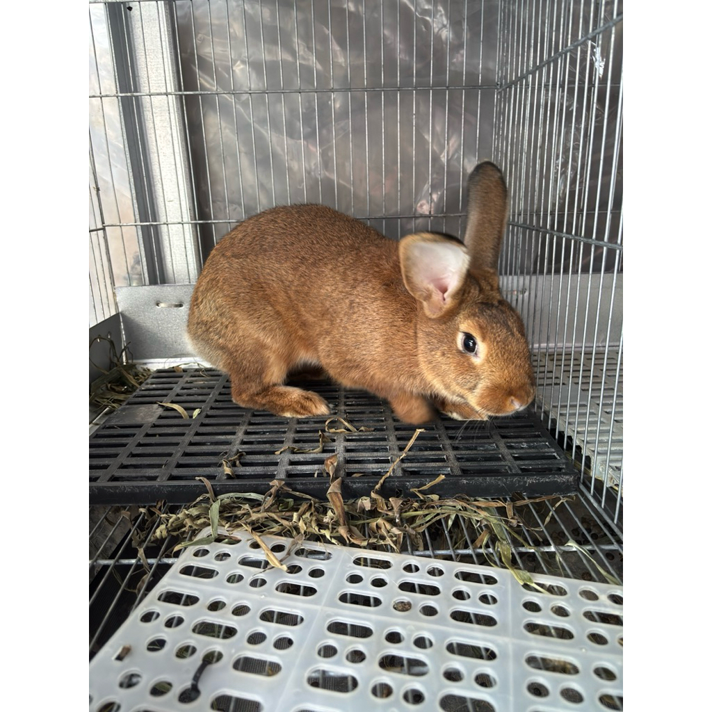 kelinci indukan dewasa NZ blue / shandy new zealand blu / shandi free pelet vital rabbit