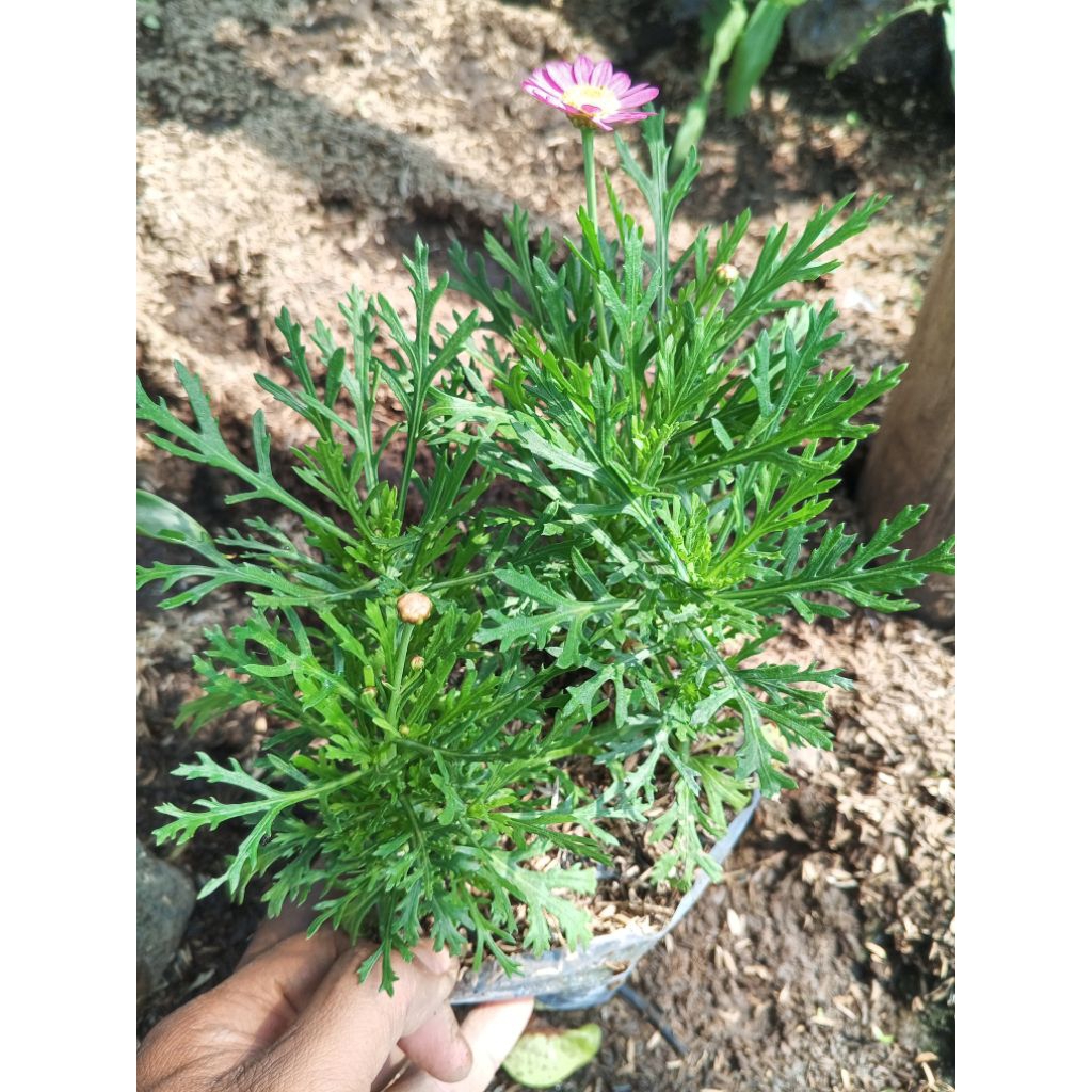 daisy flower (daisy young plant) kondisi bibitan
