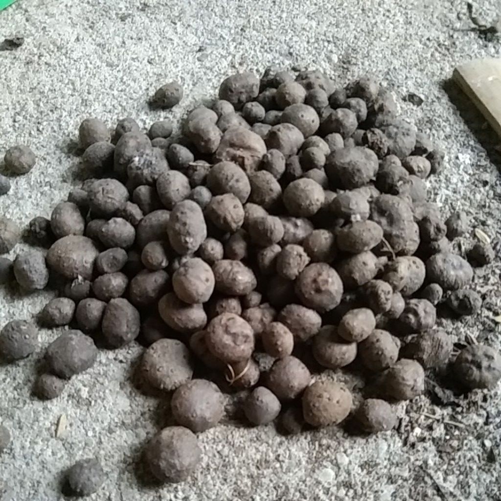 BIBIT PORANG UKURAN KECIL 250 GRAM KERING