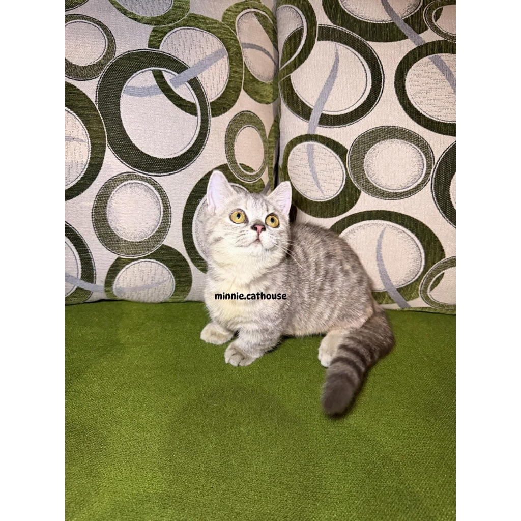 Open Adopt Munchkin Betina