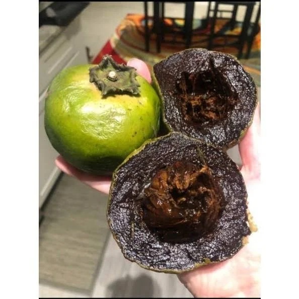 Bibit Buah Black Sapote Buah Sawo Hitam Jumbo