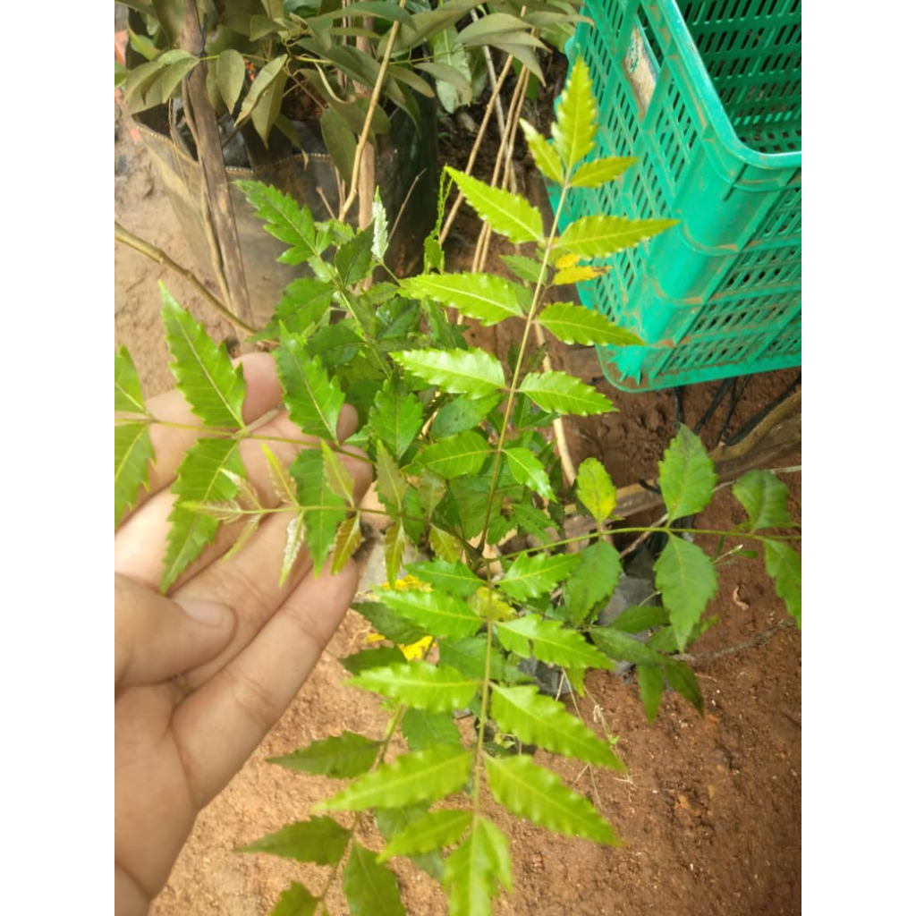 Bibit Tanaman Mimba/Mimbo - Tanaman Obat Tradisional - Harga Murah
