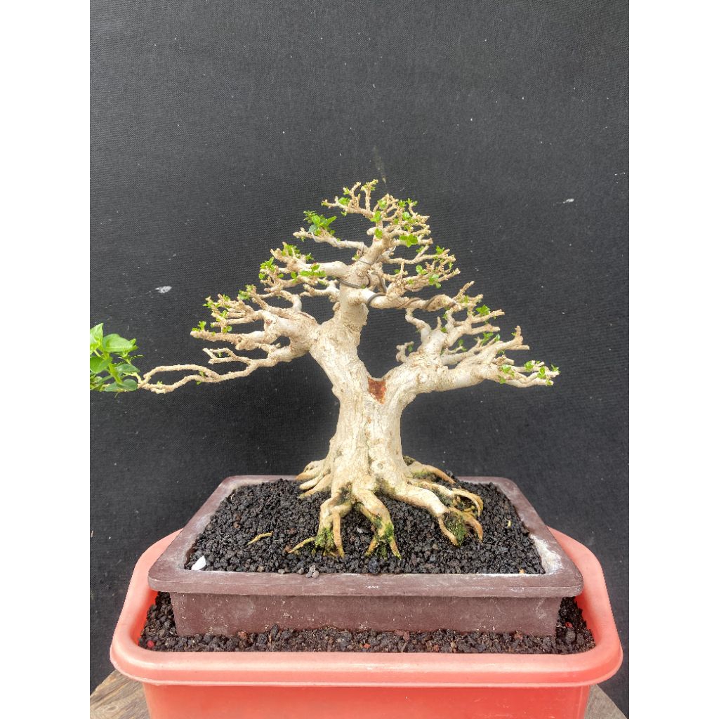 Bonsai sancang siap pajang