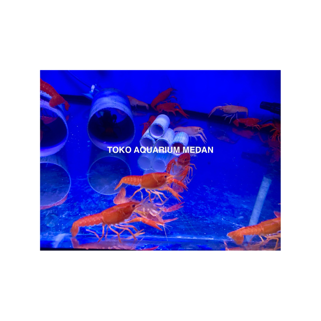 UDANG HIAS LOBSTER AIR TAWAR AQUARIUM | LOBSTER SHRIMP