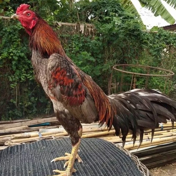 telur ayam Bangkok fertil koygon f2 IQ x untuk di tetaskan
