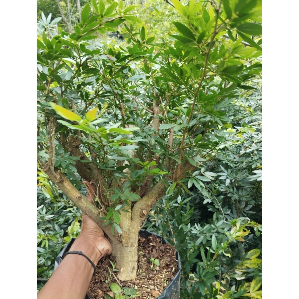 bonsai kaliandra sulimaraja  impor tahapan bonggol besar rimbun tinggal lawat 150k
