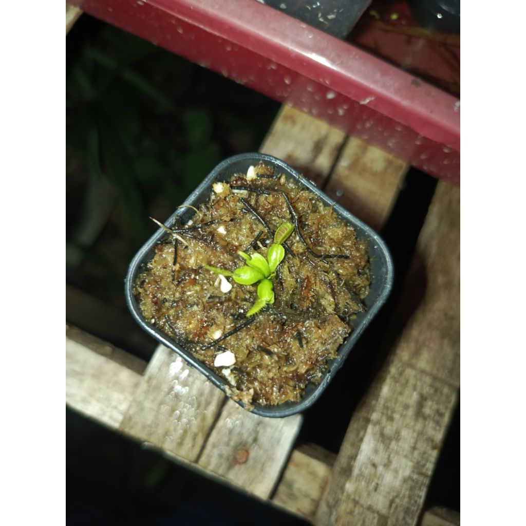 Venus fly trap GJ phalax