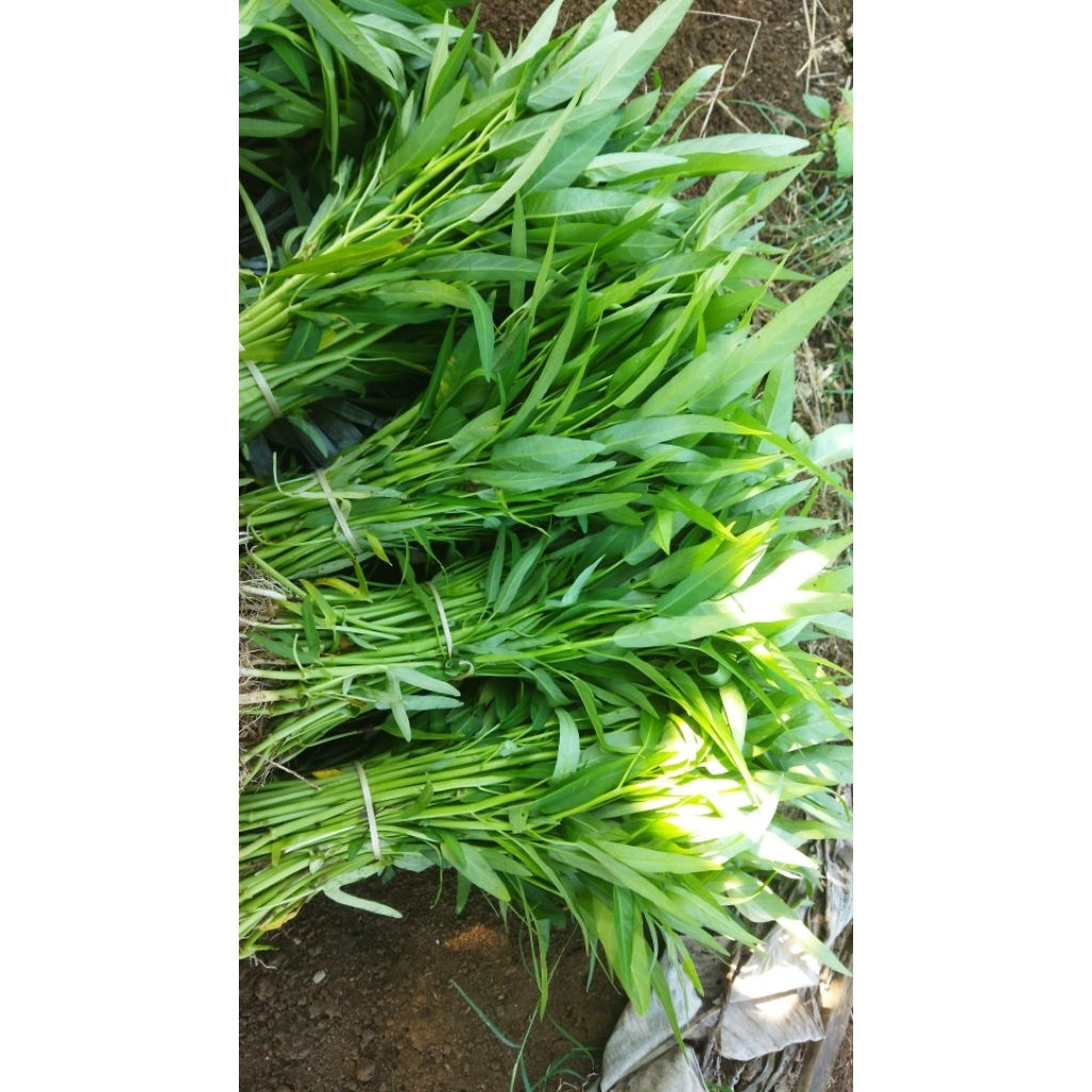 KANGKUNG 1KG