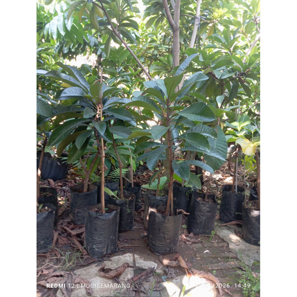 mamey sapote Loreto sambung susu