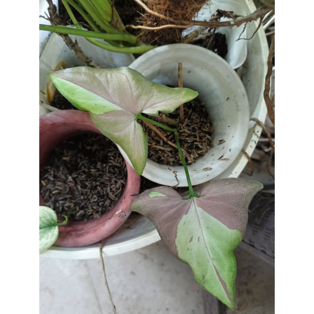 syngonium strawberry milk