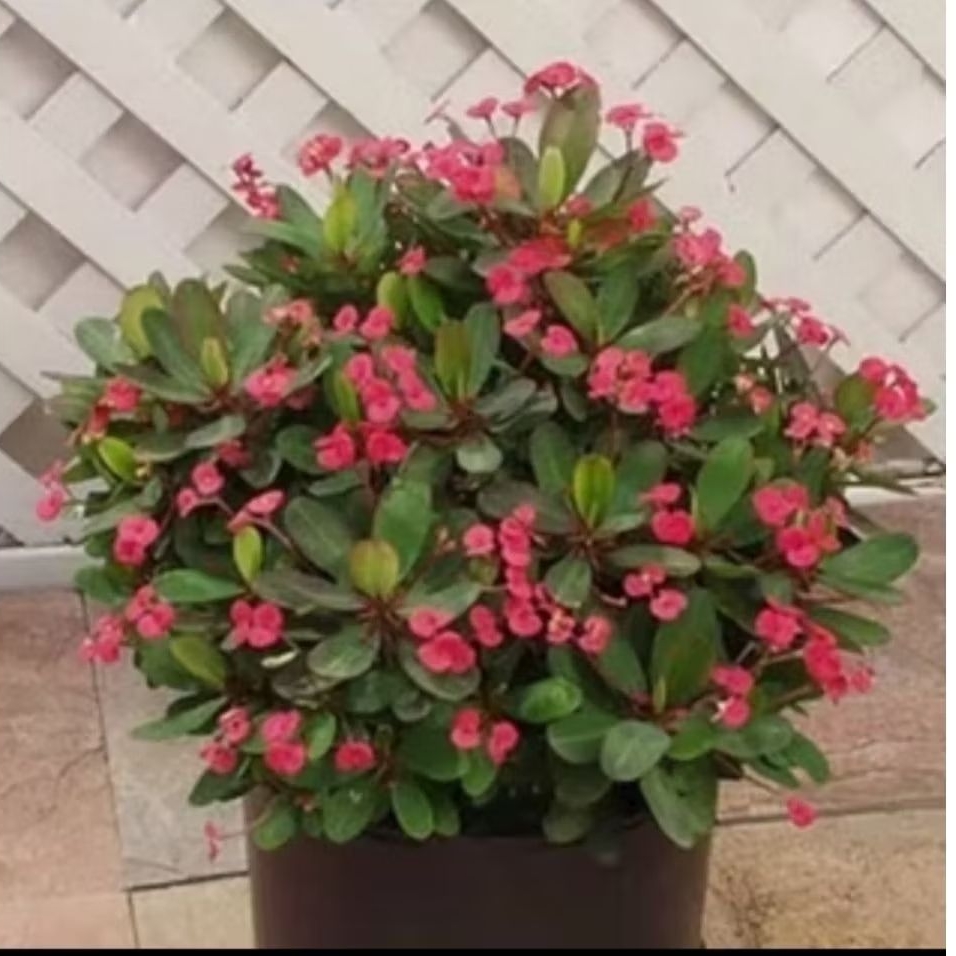 Bunga eforbia mini merah