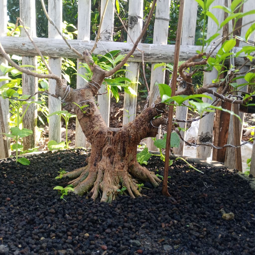 Bahan Bonsai Anting Putri - Anting Putri, Bonsai Anting Putri, Anput Bonsai