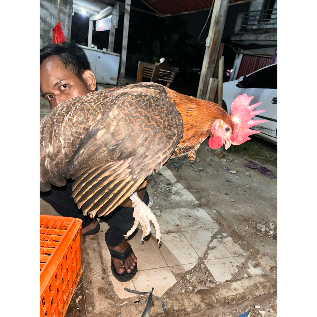 AYAM ARAB JAGO