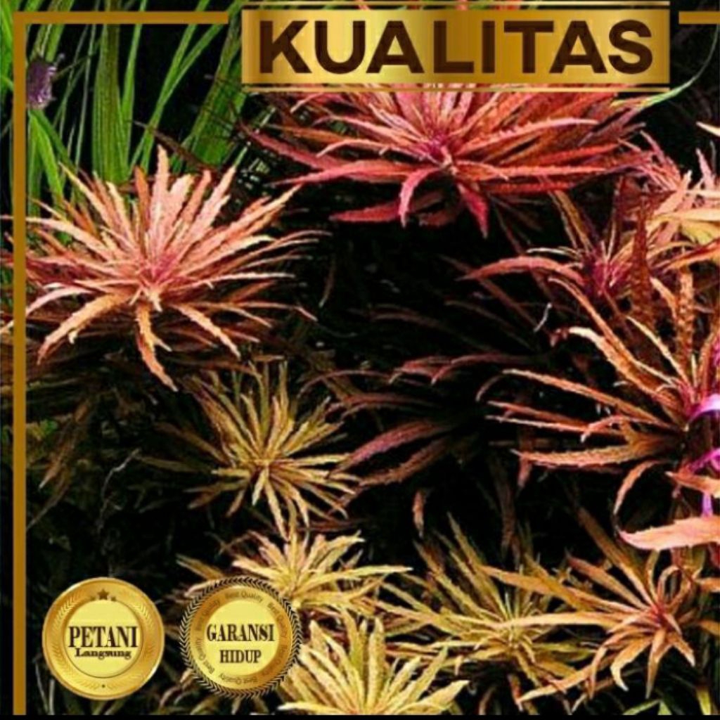 Aromatica Tanaman Air Aquascape Satu Pot (Limnophila Aromatica)
